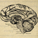 Avatar de l’utilisateur